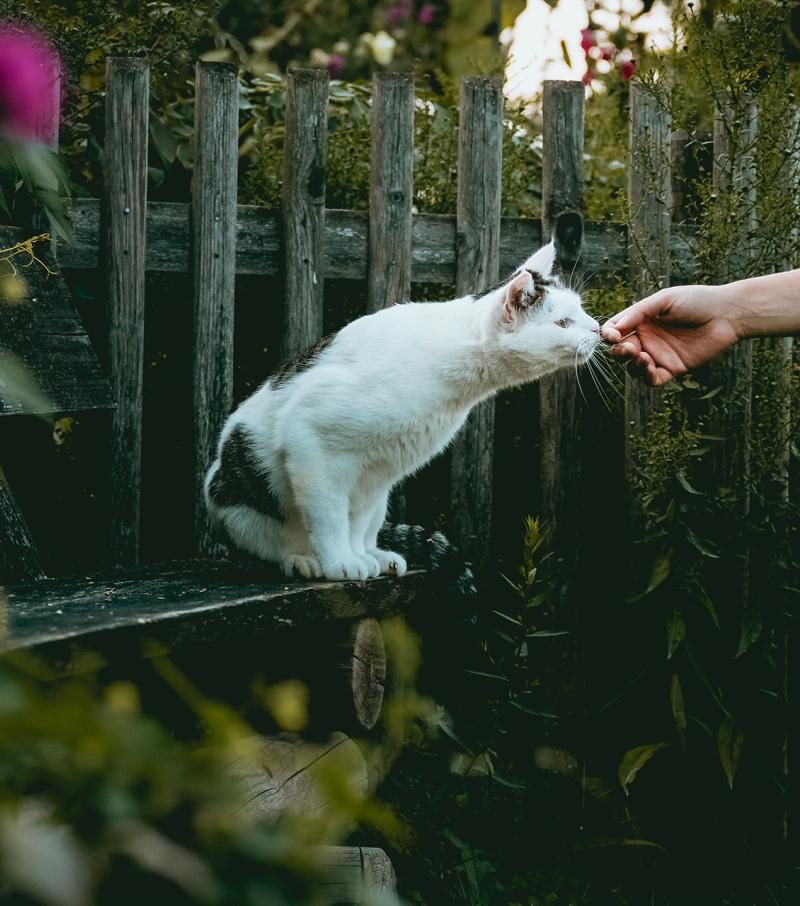 Cat eating