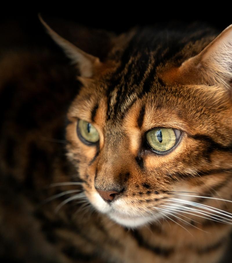 Cat face portrait