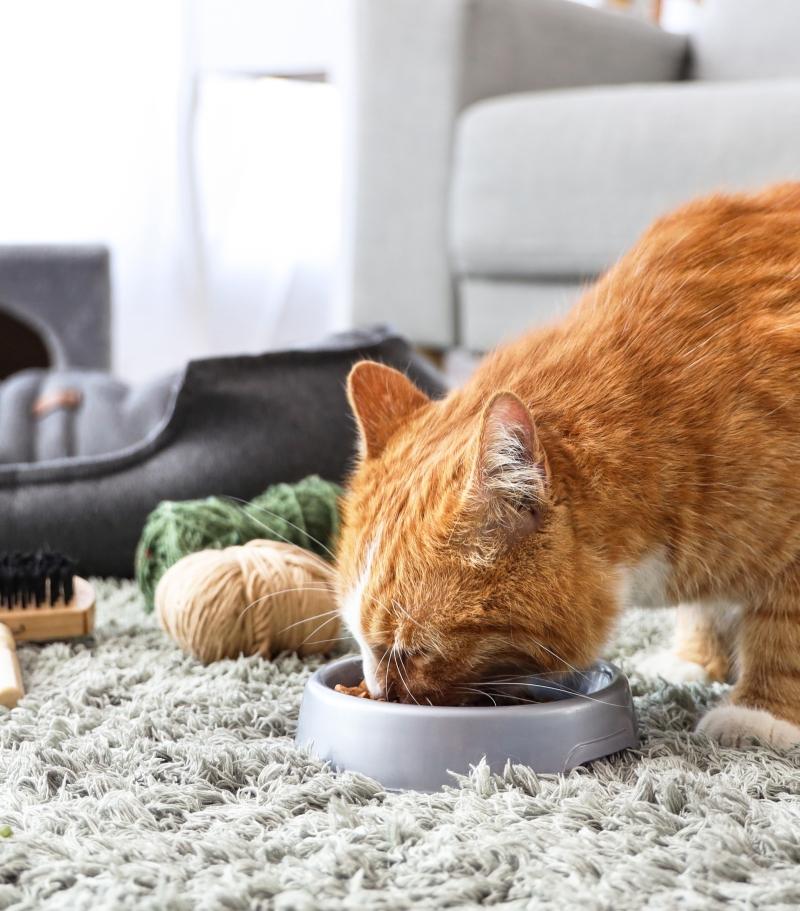 Cat eats dry food