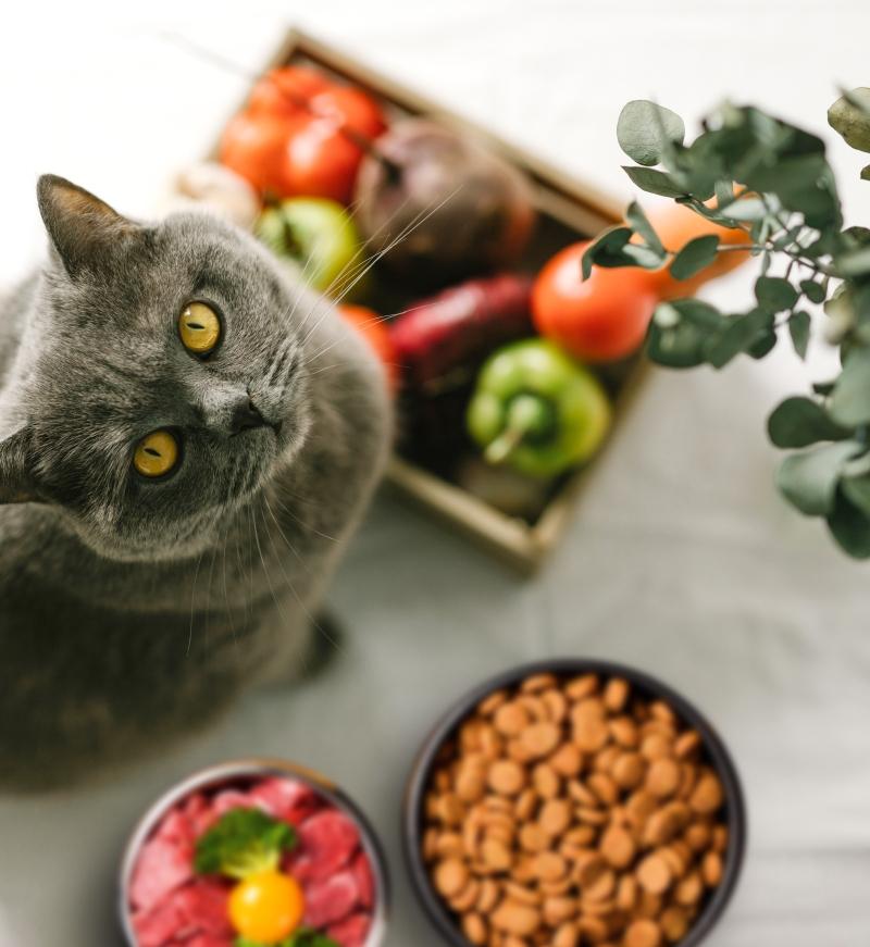 Cat and cat food materials
